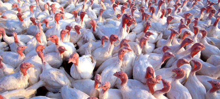 SAG elimina aves por presencia de anticuerpos contra influenza aviar