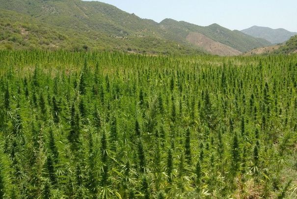 Brigadista encuentra 2 mil plantas de marihuana en el Maule y lo denuncia a Carabineros