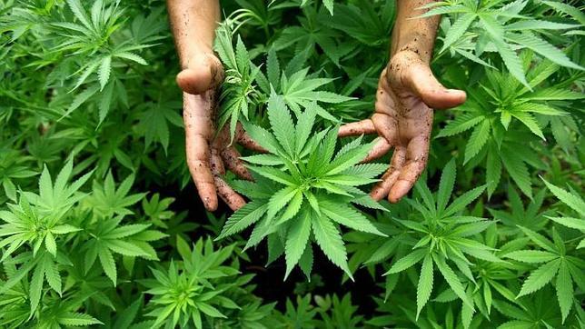 Nuevo director de Senda afirmó que se regularizará consumo de marihuana