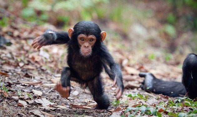 Investigación encubierta revela el alcance y la gravedad del tráfico de bebés chimpancé