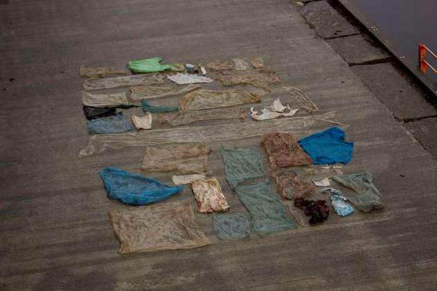 Autopsia a una ballena en Noruega reveló que tenía 30 bolsas plásticas en el estómago