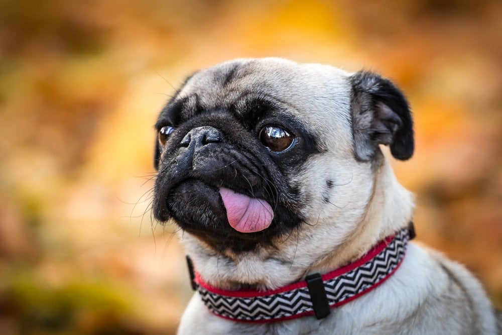 Así es la radiografía de un Pug