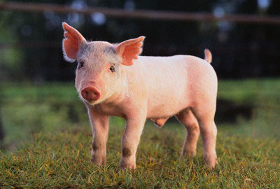 Crean el primer híbrido entre cerdo y humano.