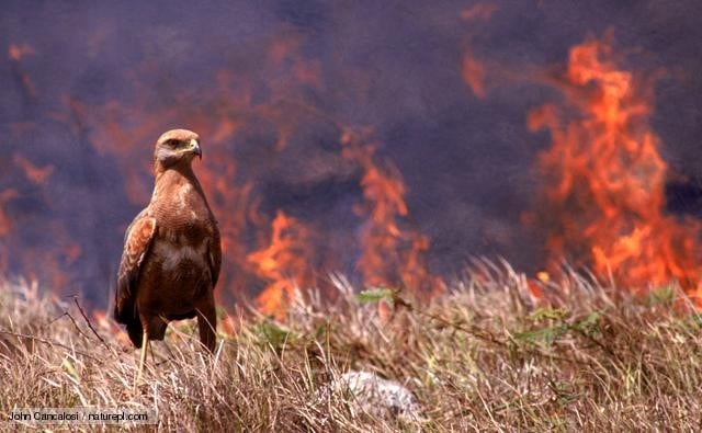 Incendios: Codeff llama a apoyar la recuperación de la fauna silvestre