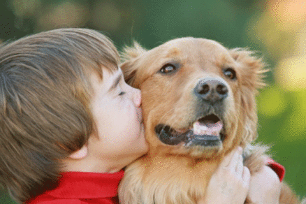 #LeyCholito: Ley de tenencia responsable de animales se vota hoy en el Senado