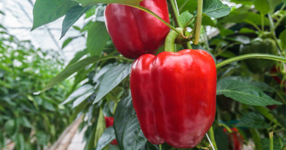 ¿Cómo cultivar pimientos en maceteros? ¡Muy fácil!