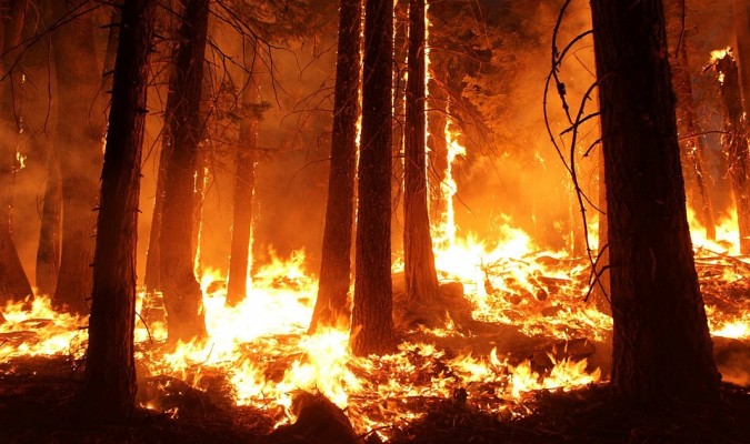 Incendios: Científicos advierten sobre la importancia de las políticas ambientales en la reconstrucción