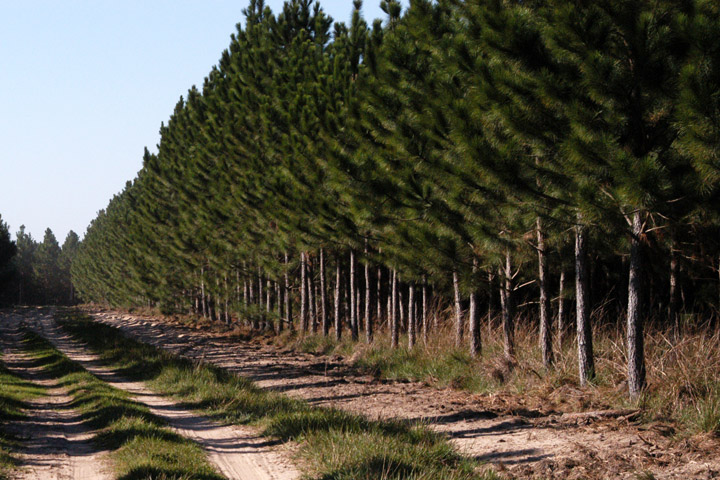 Justicia declara admisible recurso de protección contra forestales y Gobierno por monocultivos de pino y eucalipto