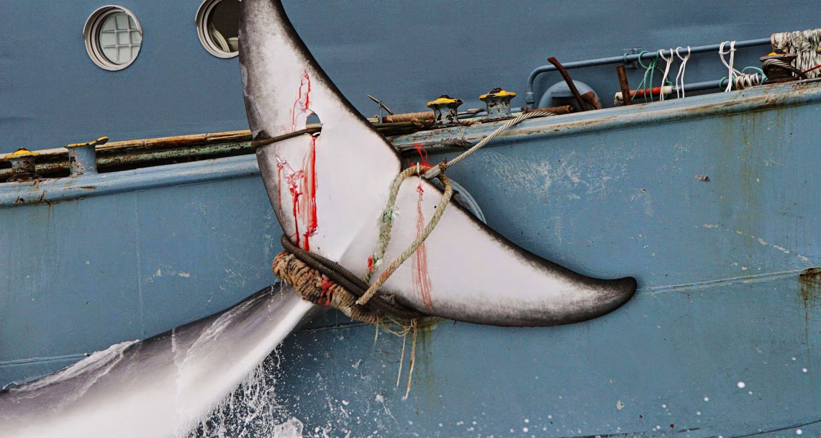 Alrededor de 333 ballenas fueron asesinadas por Japón en su campaña anual en el Antártico