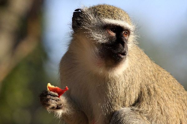Estudio señala que el tamaño del cerebro de los primates se debe a la alimentación, no a las costumbres sociales