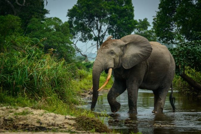 El ‘elefante africano de bosque’ disminuyó su población en un 80% en diez años