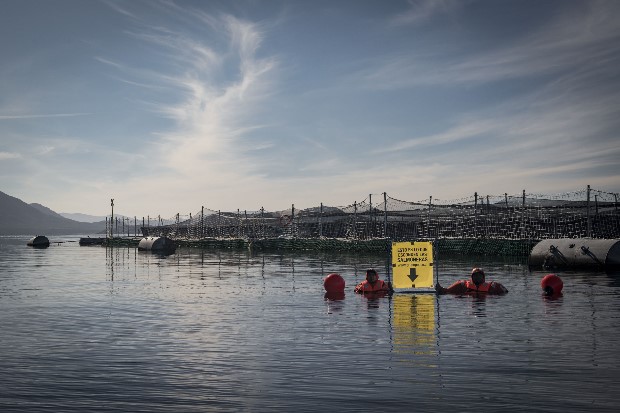 Greenpeace revela el lado oculto de la industria salmonera en Magallanes