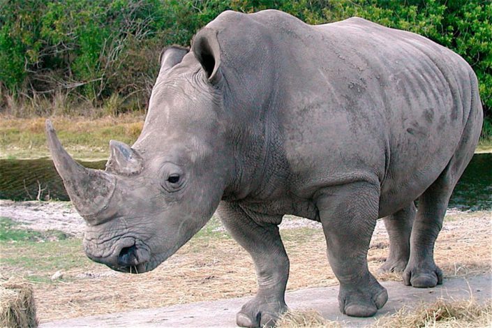 Un rinoceronte fue asesinado para arrancar sus cuernos en un zoológico de Francia