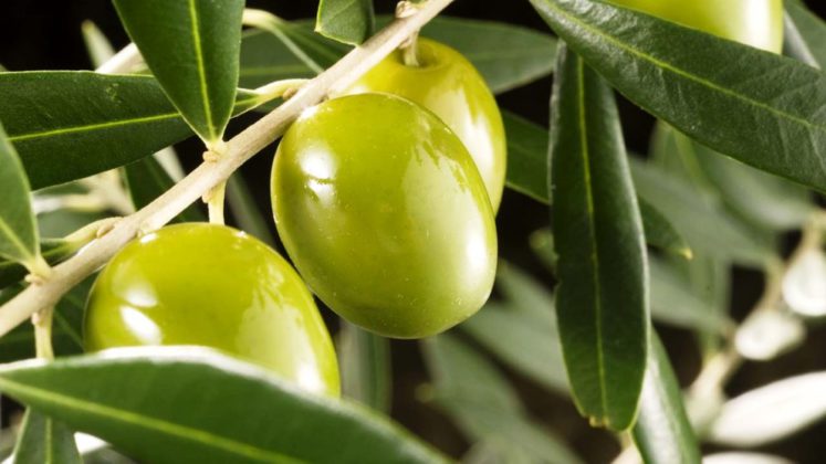 Descubren el poder cicatrizante de una sustancia del olivo