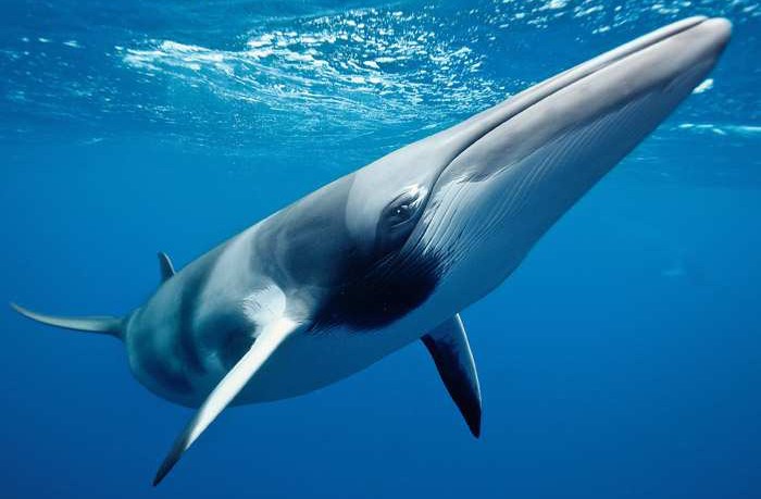 El 90% de las ballenas de minke, cazadas en Noruega, son hembras y están preñadas