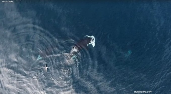 IMPACTANTE: drone captura el momento exacto en el que una orca devora a un tiburón