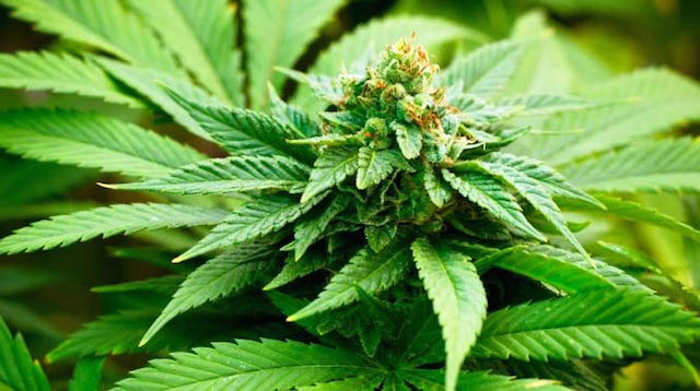 Estudio australiano muestra que personas con epilepsia se están cambiando a los medicamentos de cannabis