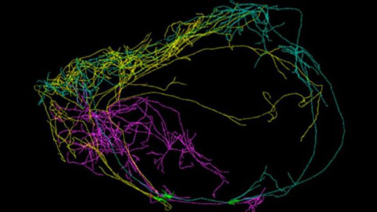 Investigadores identifican enormes neuronas que podrían explicar la conciencia humana