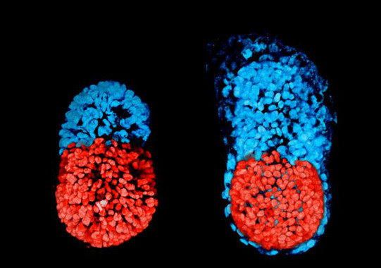 Científicos de Cambridge crean el primer embrión artificial de ratón con células madre