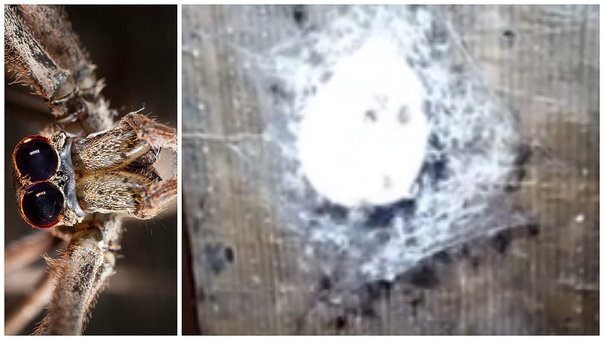 Encontraron un nido de arañas, pero lo que vieron después los dejó en shock
