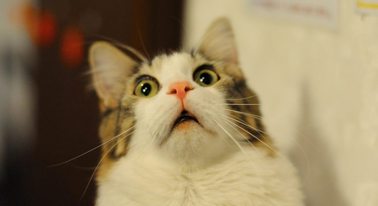 Investigadores descifran expresiones faciales de los gatos