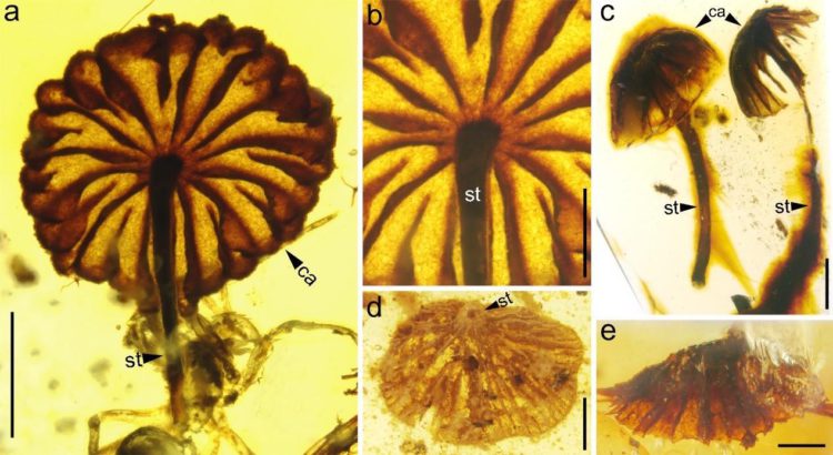 Descubren hongos de 99 millones de años en piezas de ámbar en China
