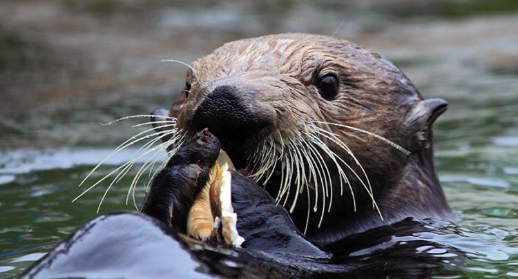 Las nutrias marinas probablemente empezaron a usar herramientas antes que los humanos