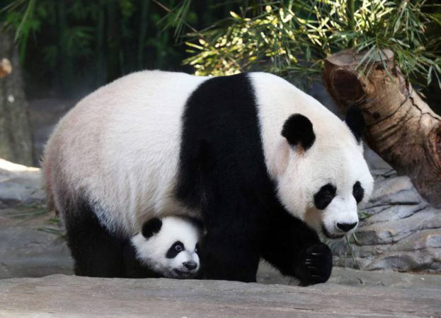 Científicos explican por qué el panda tiene esa combinación de blanco y negro en su pelaje