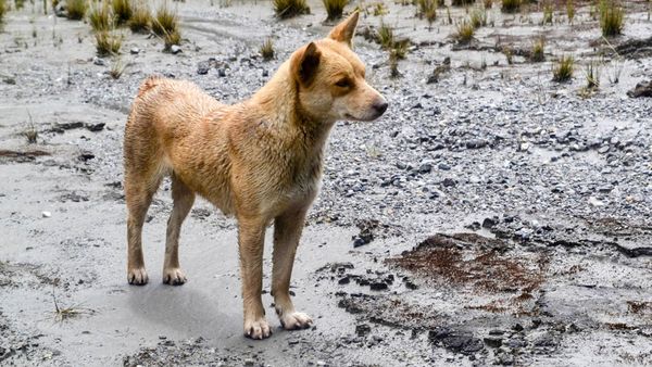 Colegio Médico Veterinario critica proyecto de Tenencia Responsable de Mascotas