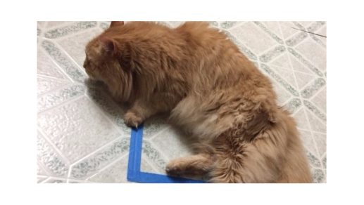 El experimento viral que involucra gatos y un cuadrado en el piso
