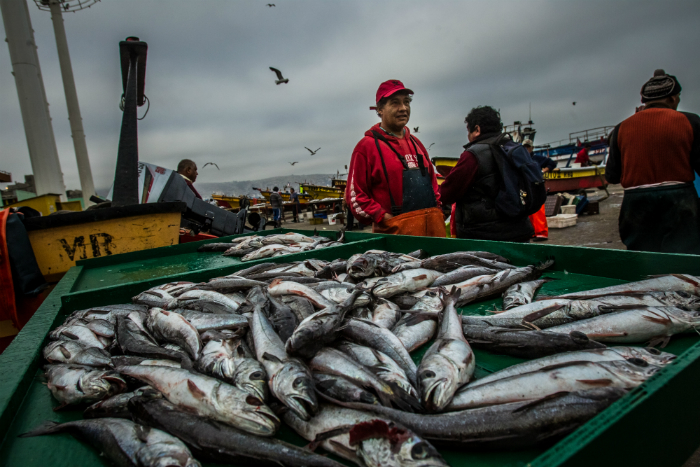 Pesca ilegal de merluza común llegaría a duplicar la cuota anual permitida