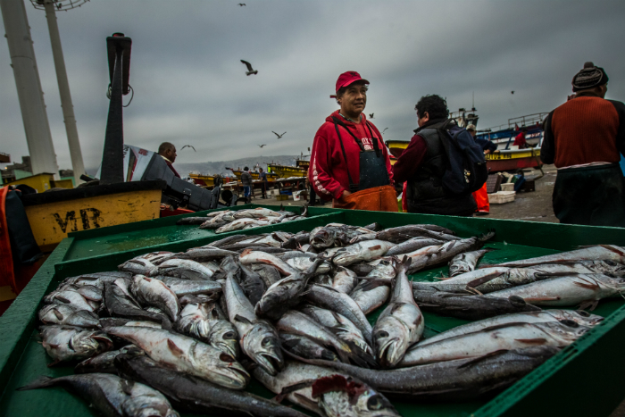 Congreso: presentan proyecto para anular licencia pesquera de Corpesca