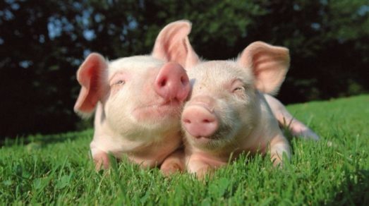 Costumbres sexuales de los animales que te dejarán con la boca abierta