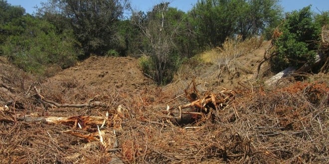 Exigen multa y reforestación por tala ilegal de bosque nativo en Limache