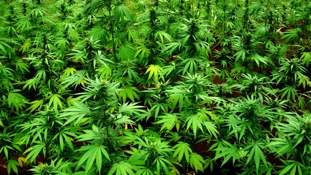 Argentina promulga la ley que permite el uso medicinal de la marihuana