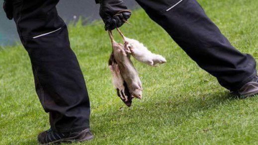 Barra del Brondby lanza ratas muertas contra los jugadores del Copenhague