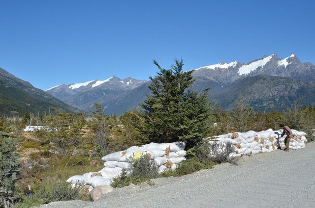 Extrayendo el musgo de las turberas de Aysén: Una peligrosa tierra de nadie
