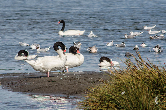 Habitantes de Castro denuncian desaparición de cisnes por reiterados ataques de perros