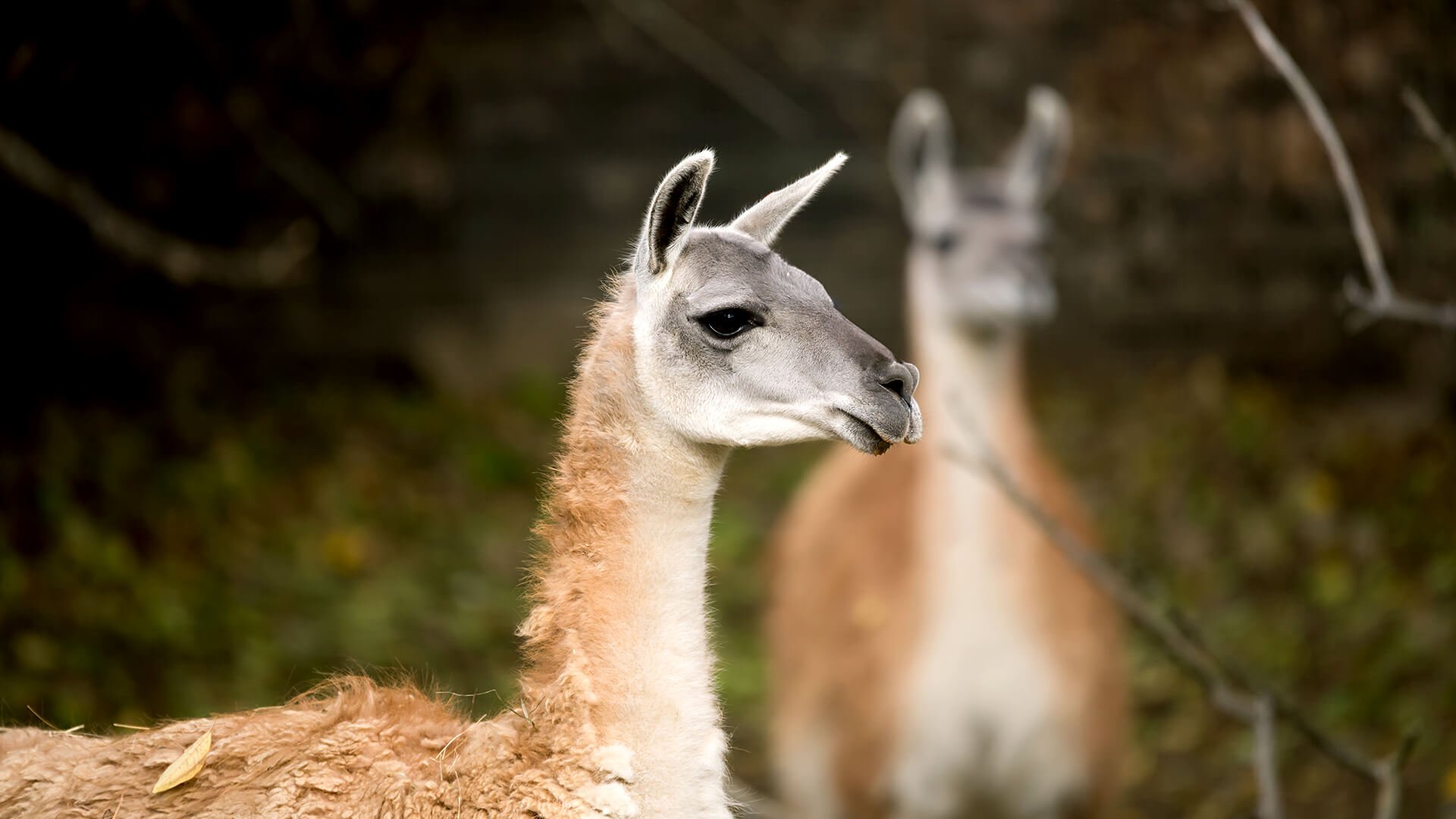 Sujetos que mataron dos guanacos quedaron con arraigo nacional y firma mensual