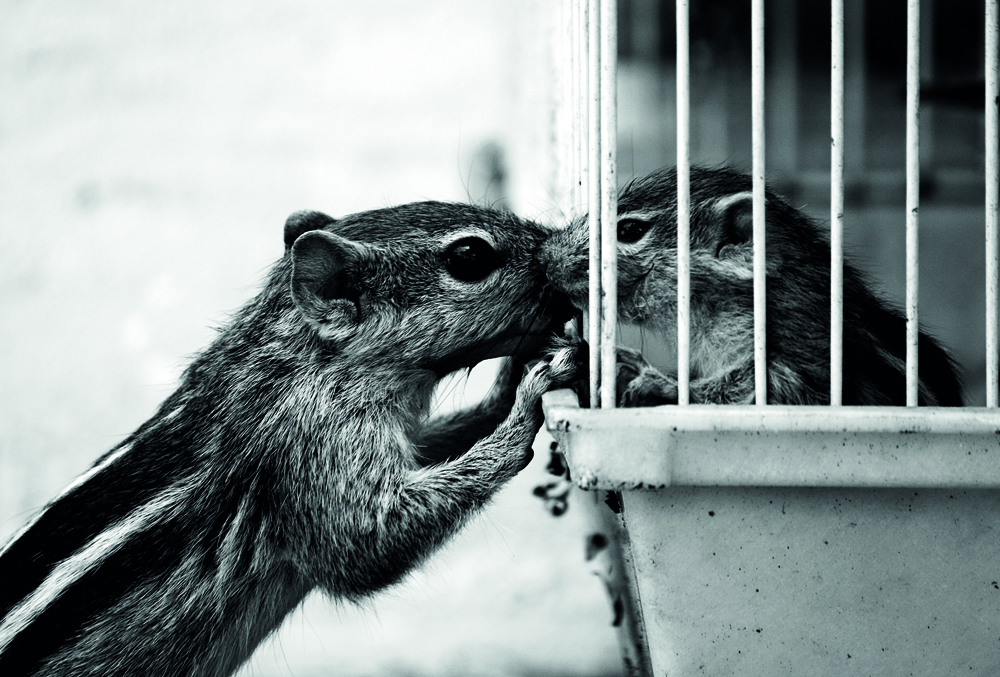 Realizarán primer congreso del Movimiento de Liberación Animal de la Quinta Región