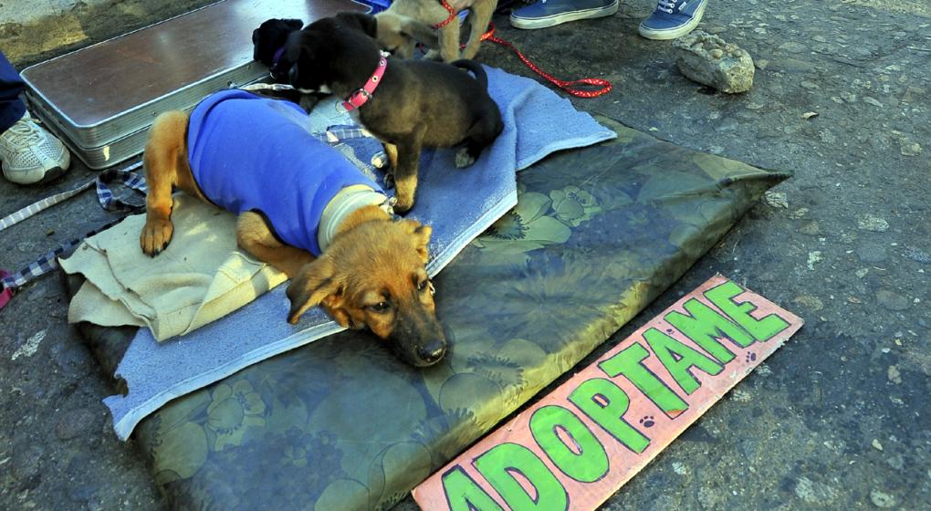 Conoce la ciudad argentina que rebaja impuestos a quienes adopten perros callejeros