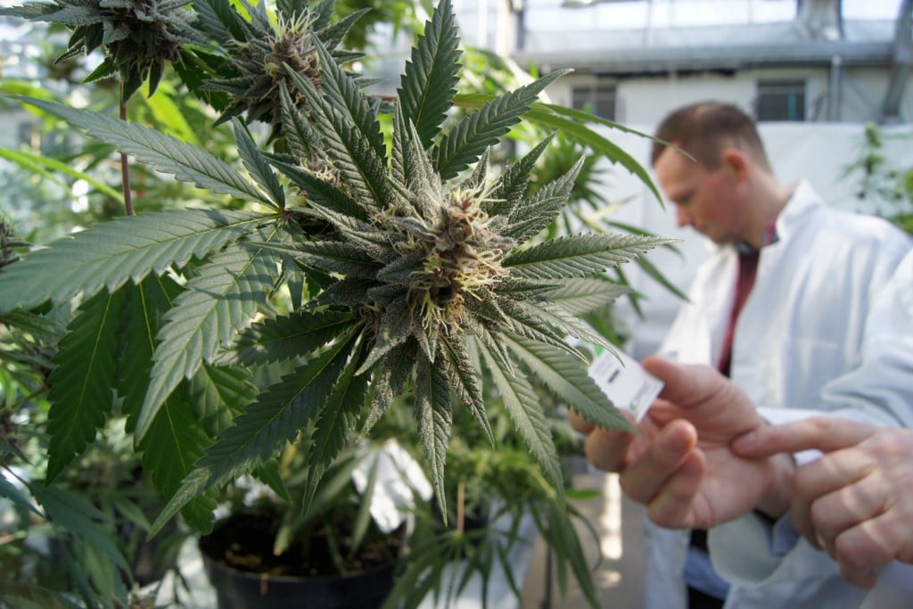 La industria del Cannabis podría llevar a Jamaica a la prosperidad económica