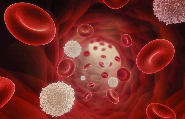 Descubren cuatro nuevos tipos de células de la sangre