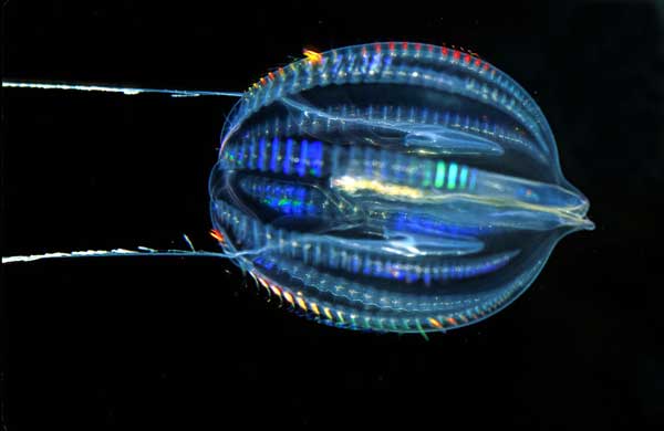 Estudio afirma que nuestro ancestro común más antiguo es una especie de medusa