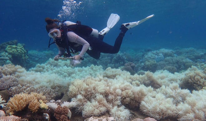 Segundo blanqueo de la Gran Barrera de Coral deja áreas con «cero posibilidad de recuperación»