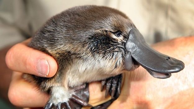Autoridades australianas investigan las muertes de ornitorrincos que fueron hallados decapitados