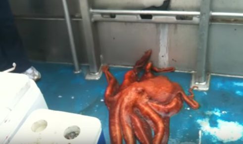 YouTube: La increíble fuga de un pulpo atrapado en un barco [VIDEO]