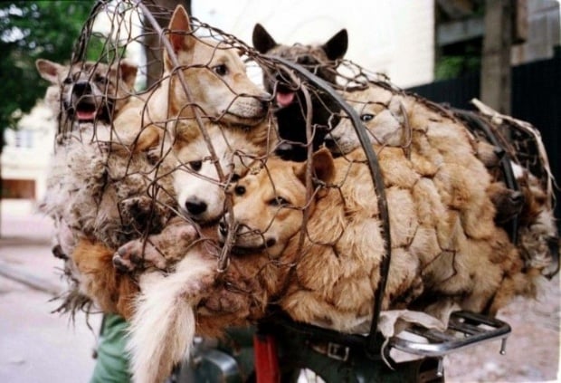 Taiwán prohíbe la matanza de gatos y perros para consumo humano