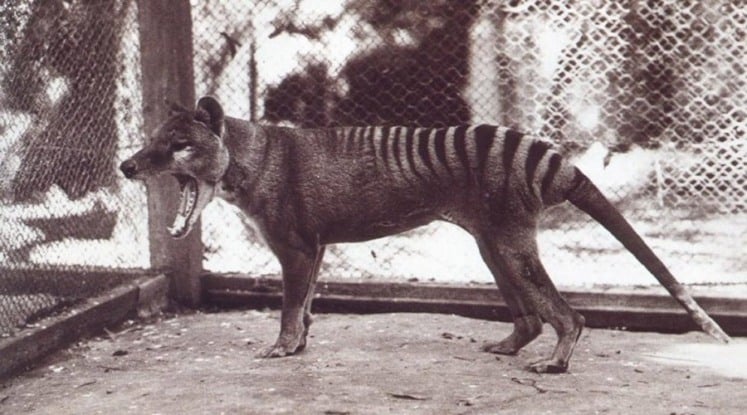 Inician una gran búsqueda para confirmar si el tigre de Tasmania sigue vivo en Australia