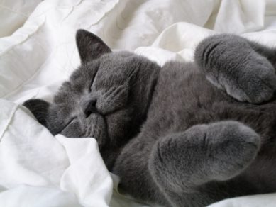 ¿Qué significa soñar con gatos? Acá diversas interpretaciones